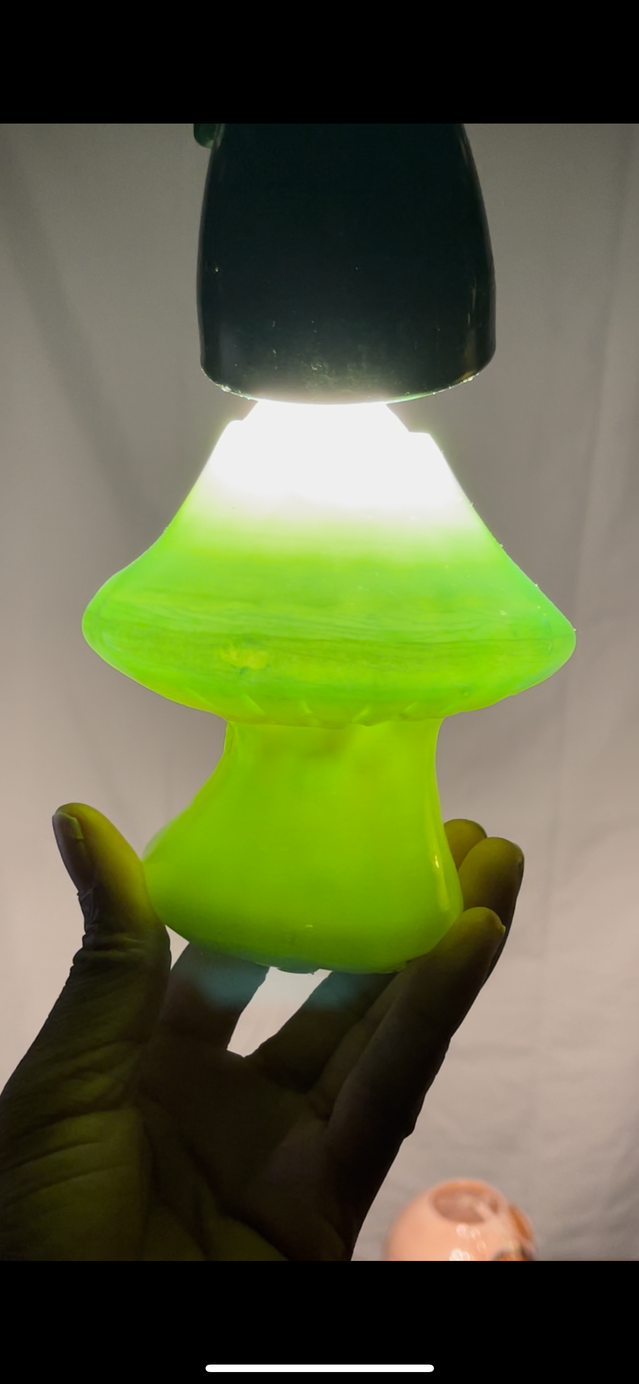Stamellashroom